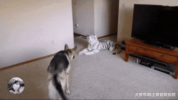 家里来了一只“老虎”，德牧却吓得到处躲，胆子是有多小？