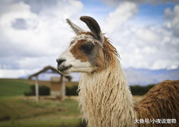 羊駝多少錢一只，羊駝為什么吐口水，羊駝為什么叫草泥馬？