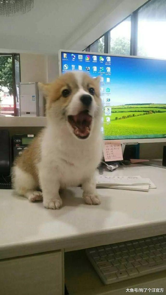 混夜市的狗果然不简单