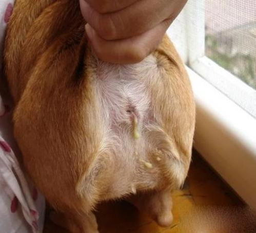 在家如何清理狗狗“肛门腺”? 送你5个小妙招, 轻松解决!