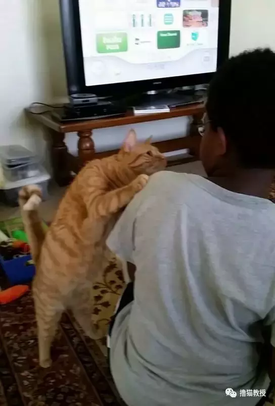 看着主人和新来的两只小猫相亲相爱 , 土著猫咪心里很不是滋味