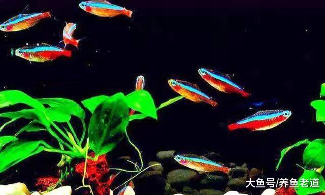 小鱼缸饲养一条斗鱼太孤单，可不可以混养别的鱼，有什么要注意？