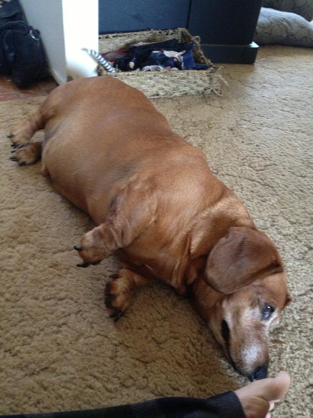 肥胖不是病，胖起来要命！狗狗肥胖危害大，那该如何给它科学减重