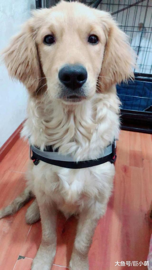 快到笼里来！如果狗狗不愿意在笼子里待着，不如试试这样做