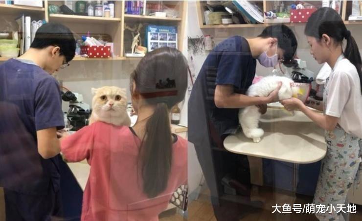 爱猫装病！主人气花几百元照出肚子3粒屎， 网友拆穿：来看美医生