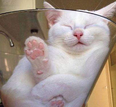 事实证明猫星人真的是液体做的, 但最后那几只请你们有点“逼数”