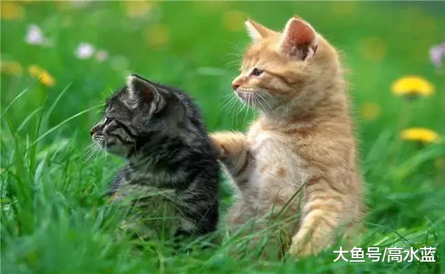 小猫正玩得开心时，宠主把它叫了过来，猫咪表情让宠主笑喷