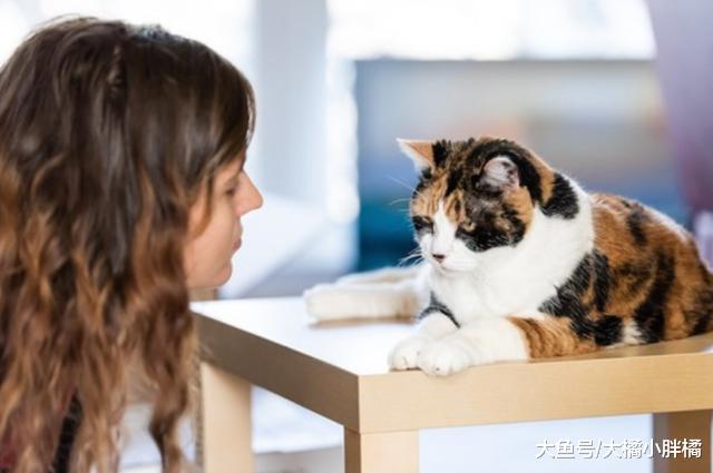 训斥猫咪时得避免犯这6个错误，否则错上加错，到最后两败俱伤！