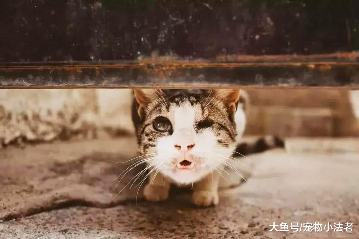 垃圾分类虽好，但是对流浪猫来说，却是一场恶梦！