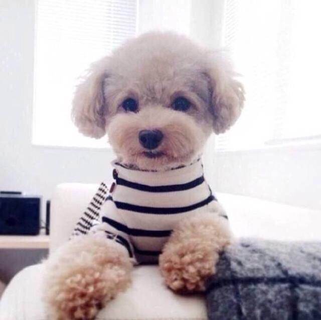 泰迪犬號稱網紅犬，這2類人不適合養，你是其中之一嗎？