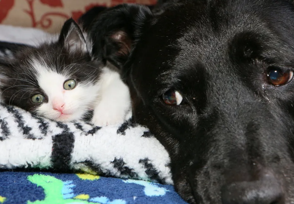 喜欢猫咪的狗狗，迄今为止，带大了许许多多流浪的小奶猫