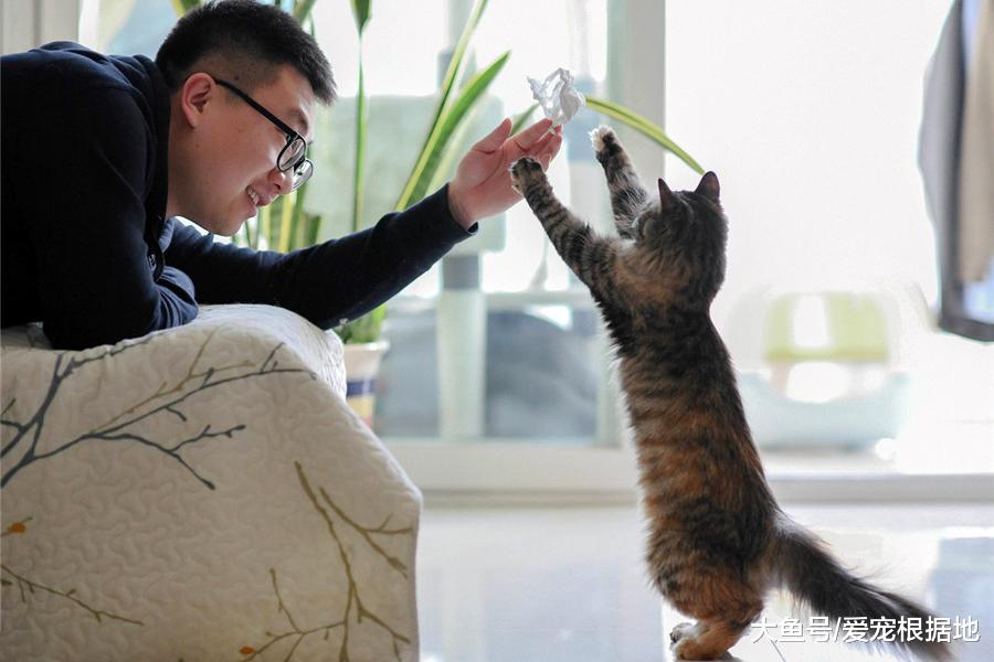 猫咪不爱玩，责任在主人，猫：心思不在本喵身上，谁要和你玩！