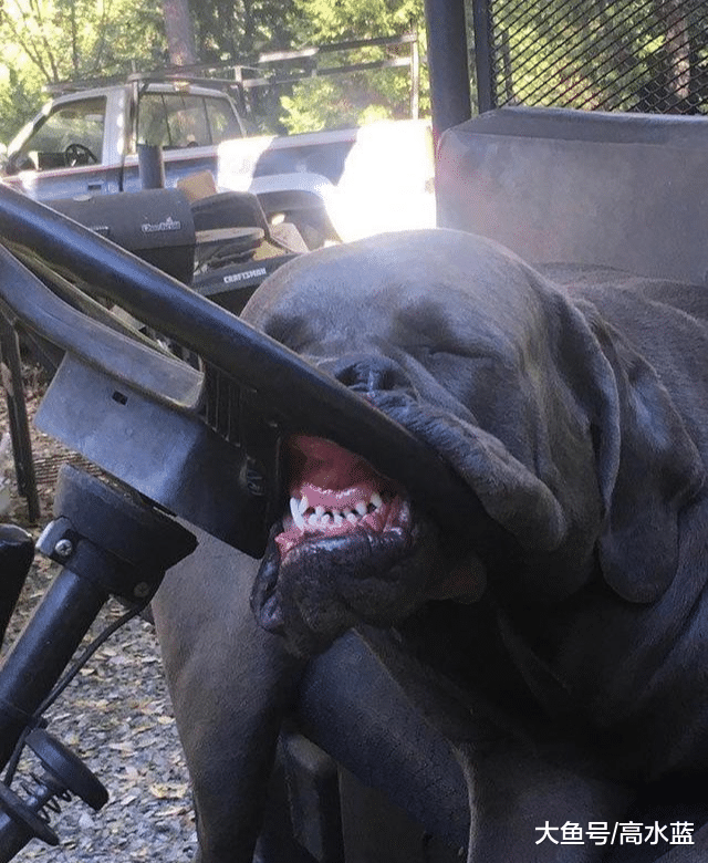 是喝多了吗？狗子竟然睡成90度 网友纷纷跟帖：我家的更奇葩