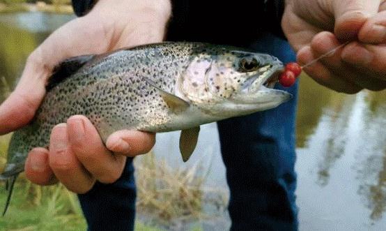 难怪老公不用蚯蚓钓鱼了！“懒人钓鱼神器”来袭，每天收获满满