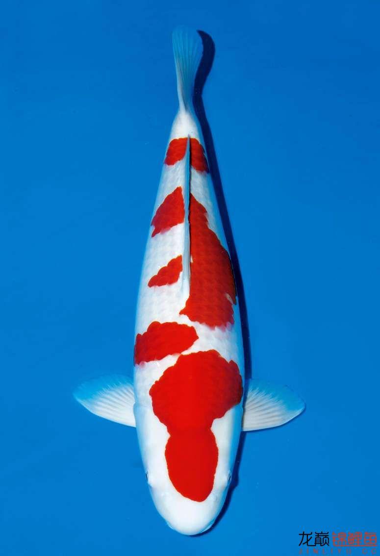 送你一雙火眼金睛，可迅速判斷出錦鯉魚疾病征兆