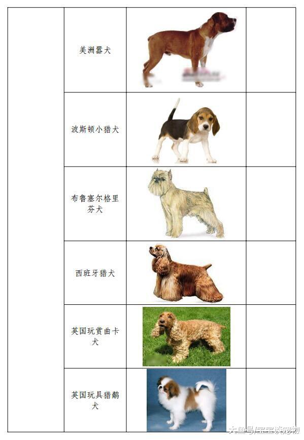 这些宠物买不了“宠物机票”，萨摩、斗牛、日本柴犬同在列！