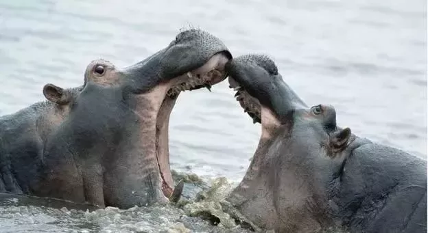 陆地最凶猛的十大动物！老虎仅第三 第一名毫无争议！