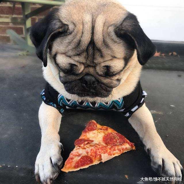 你以为喂食巴哥犬这6种食物，巴哥犬会健康，但其实在给它折寿！