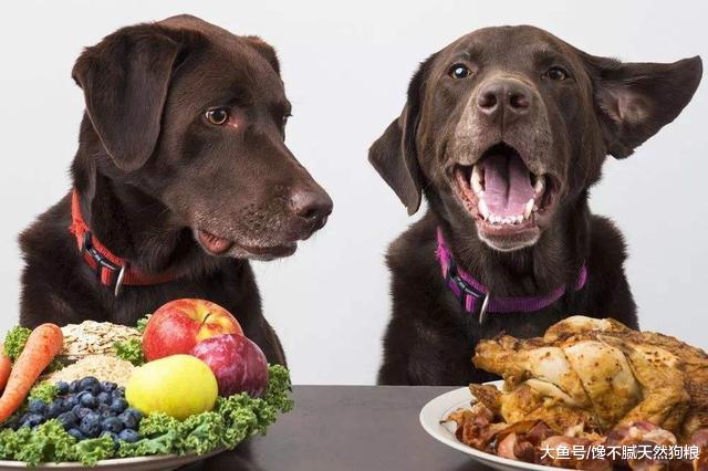 狗狗若有这些行为，其实是在告诉你：它需要你啊！