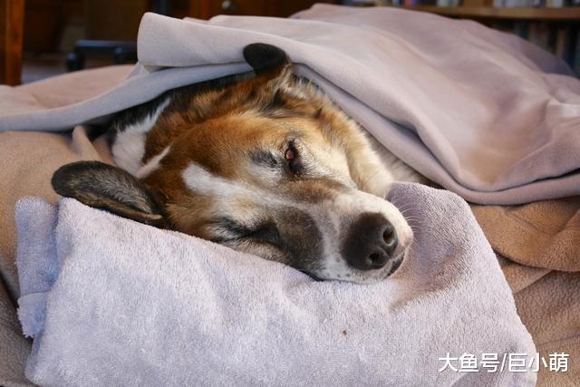 狗狗如何理解死亡？狗狗可能不知道死亡为何物，只是为分离而悲伤