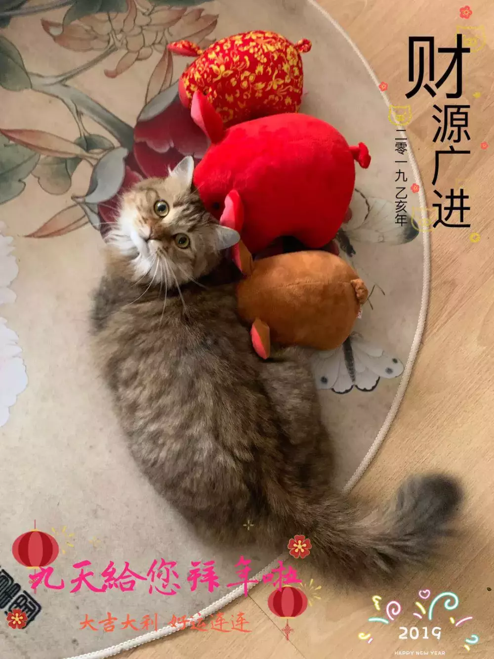 網友忘記關門后，就被家里的貓貓偷吃新年拜神的白切雞，雞屁股還不翼而飛