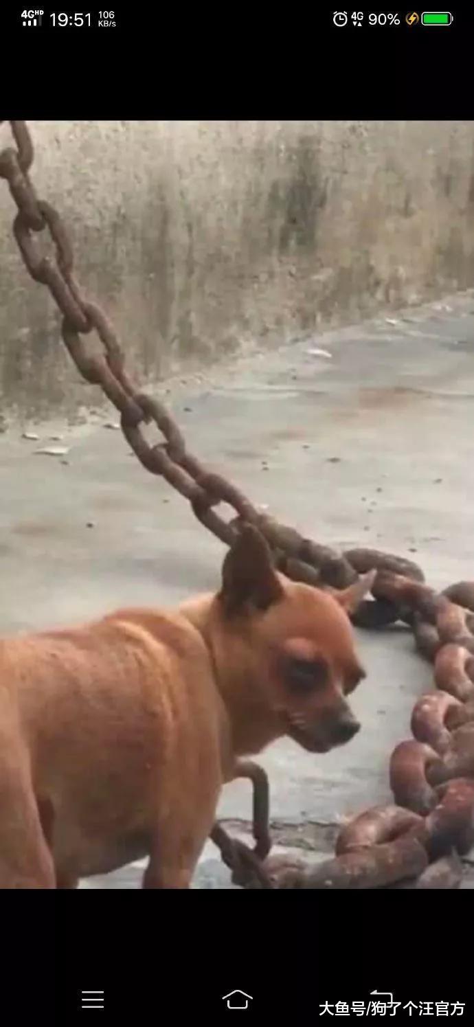 导盲犬服役3年后又见到养大自己的主人