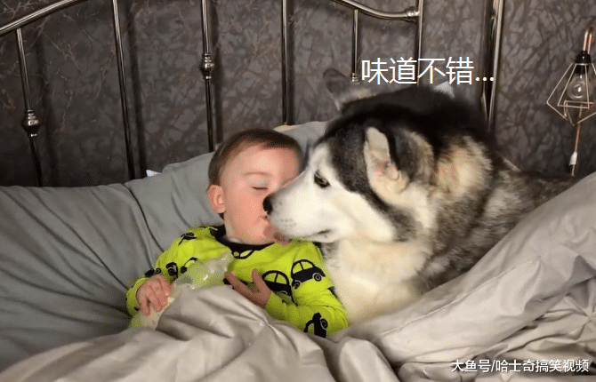 为了引起主人注意，二哈挤到宝宝身边装婴儿，谁不是宝宝呢