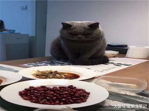 姥姥带猫第一天, 只给看不给吃, 蓝猫最后的死亡凝视简直太到位了