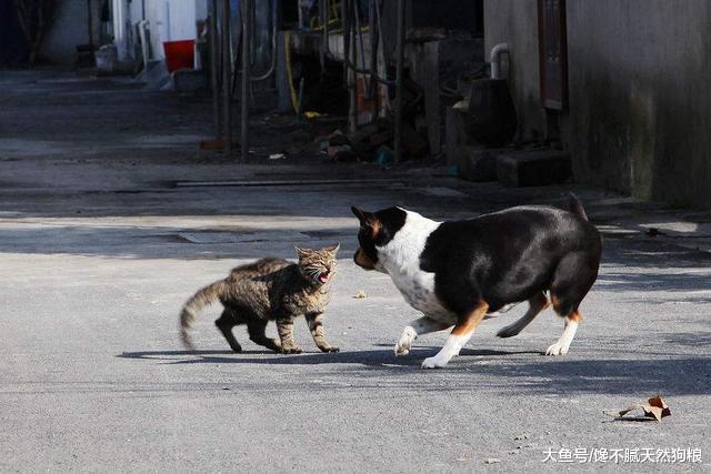 同时拥有猫和狗是什么体验？主人：你俩能不能少打一天