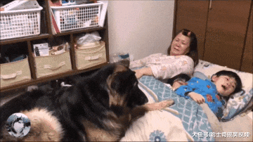 德牧从小跟主人睡，结果4岁了还没长大，跟孩子们抢妈妈