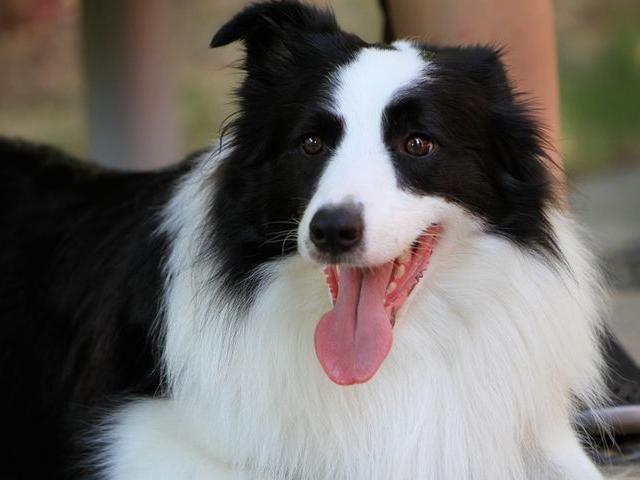 你所不知道的狗狗智商，铲屎官可通过四个方面来测试爱犬智力