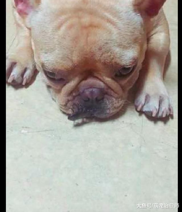 法斗出门玩了一趟，嘴巴被甲虫夹了却还不知道，都是肉多惹的祸！