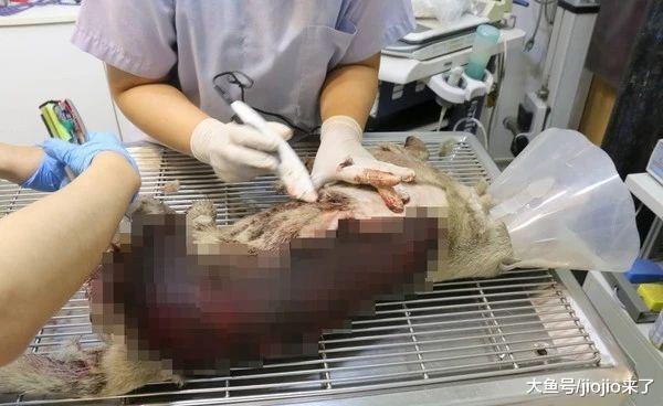 流浪狗不小心卷进货车底, 3/4皮肤被掀开, 抢救4小时最终……