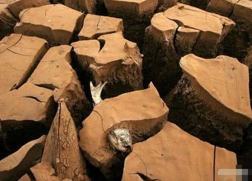 世界上最“顽强”的鱼，能熬过自然灾害，却难逃非洲人的魔爪！