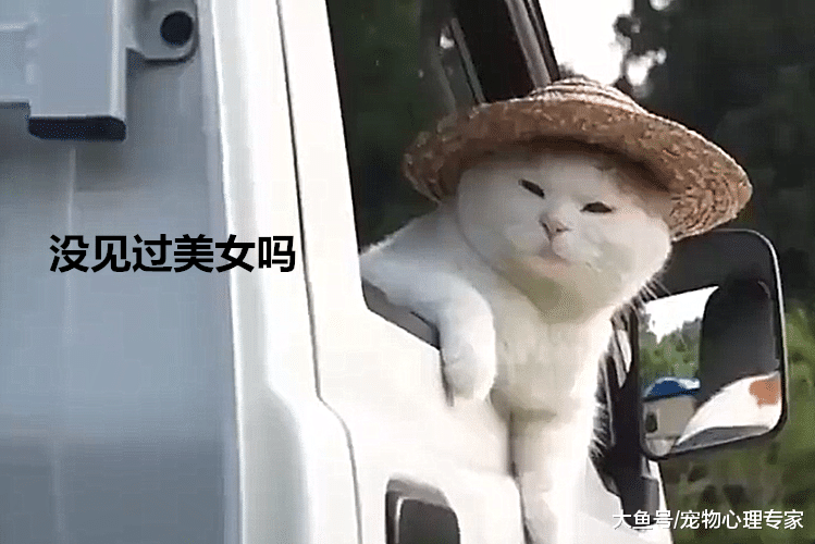 街边发现一只猫，仔细一瞅冷汗直流：美女你科目二过了吗？