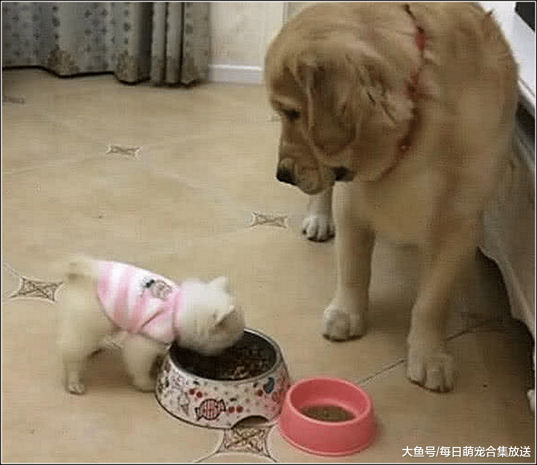 金毛准备吃狗粮，发现博美在吃自己的食物，随后一幕让主人愣住了