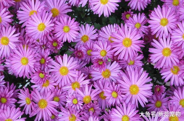 10月13号开始生意兴隆发达，事业顺风顺水，进账大笔收入的3星座