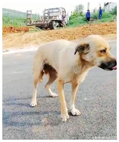 流浪狗一瘸一拐的走着，路人觉得奇怪，仔细一看急忙上前帮忙