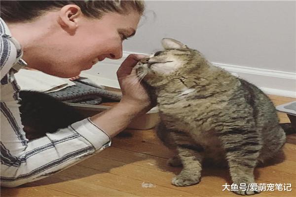 怀孕的流浪猫找家生孩子，产后差点丧命，多亏了好心人的出手相救
