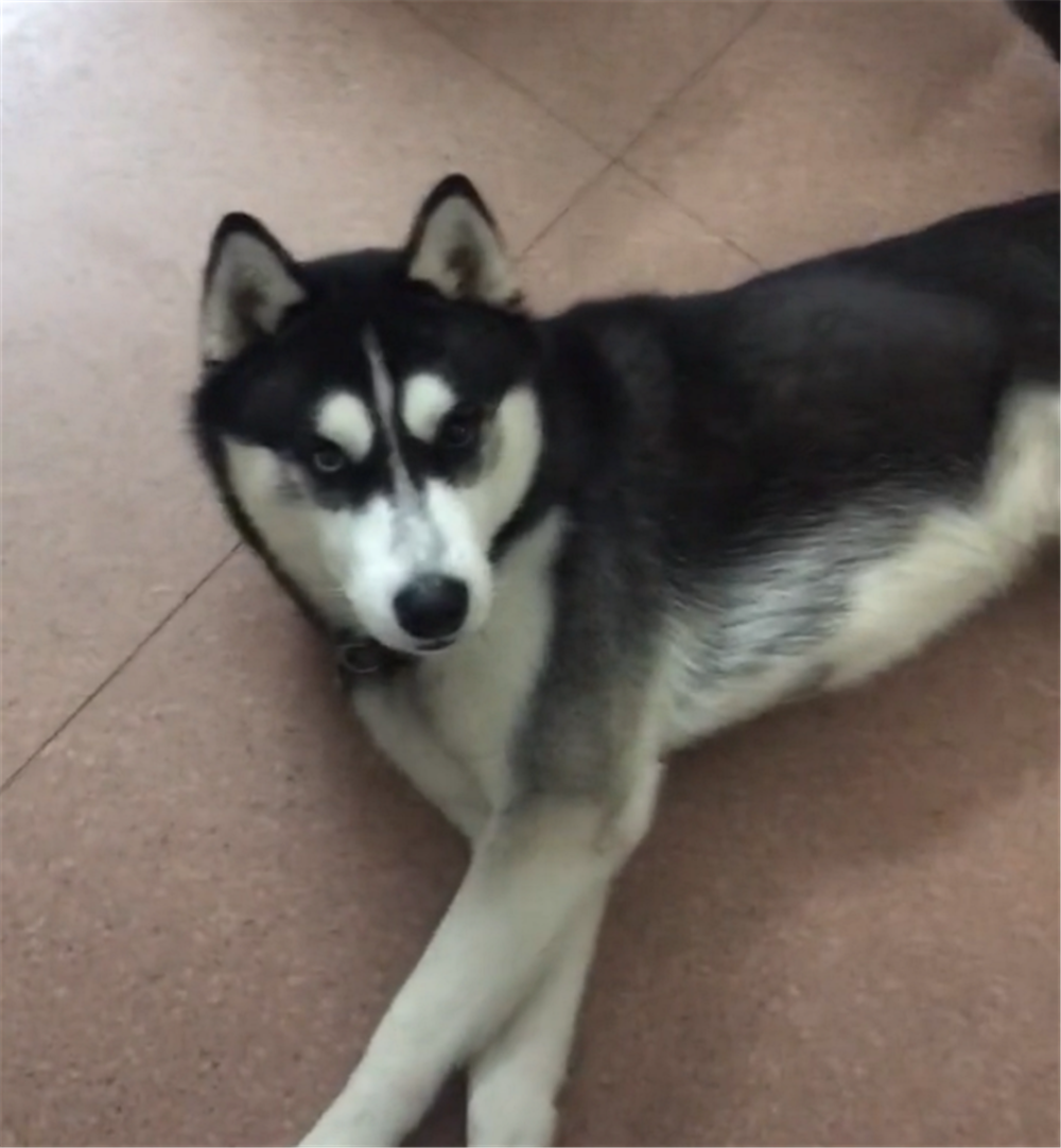 二哈咬壞衣服，被主人綁嘴懲罰，狗：再也不敢了……