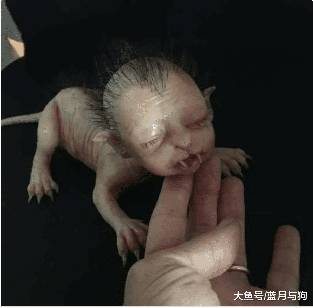 男子发现一个新物种，以为是外星人，最后的真相却出人意外