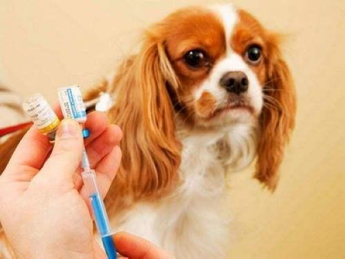 狗狗刚到家，这6个错误不该犯，只会害了狗狗