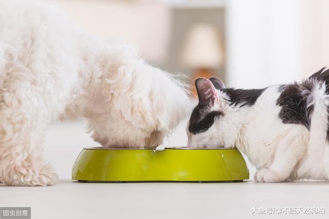 夏季养狗，不要对这5件事不上心，否则狗狗可能会有危险