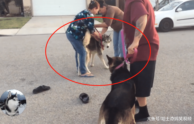 二哈把马路当地盘，德牧路过被拦下，结果发现对方是硬角色