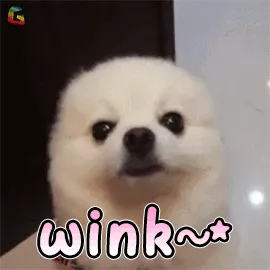 男生的撩妹神器：女生最喜欢的五种狗狗