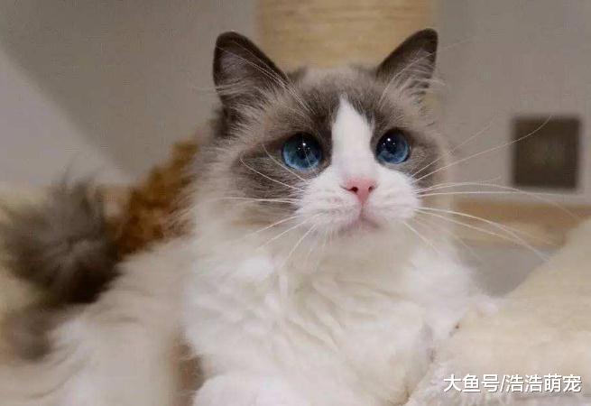 ?不要劝别人养猫，它有5个坏处，很多人都受不了