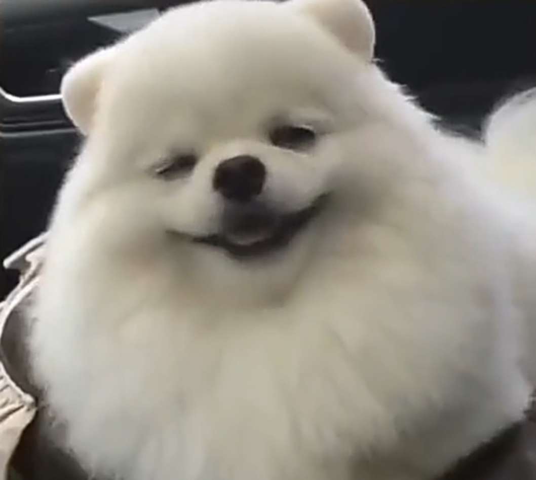 不同品种的宠物狗, 笑起来就是不一样, 第二只笑起来很有魔性, 最后一只你确定是在笑?