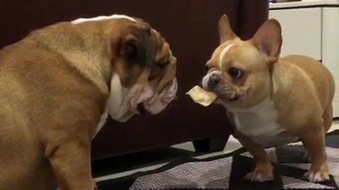 一只小欠狗，打不过大狗就趁它睡着时用薯片戏弄它，结果被教训了