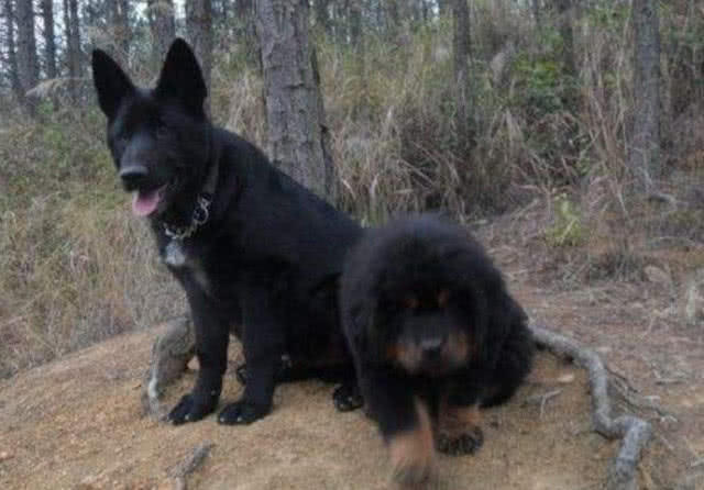 土狗产下独子，看到父母发来的照片，主人默默哭泣