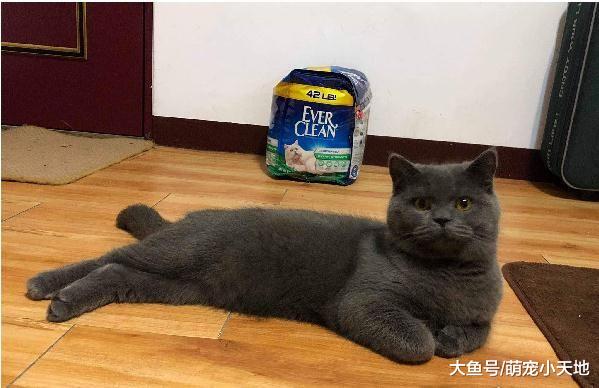 手贱橘猫开纱窗让8爪好友进屋，结果自己落跑躲起来让饲主处理